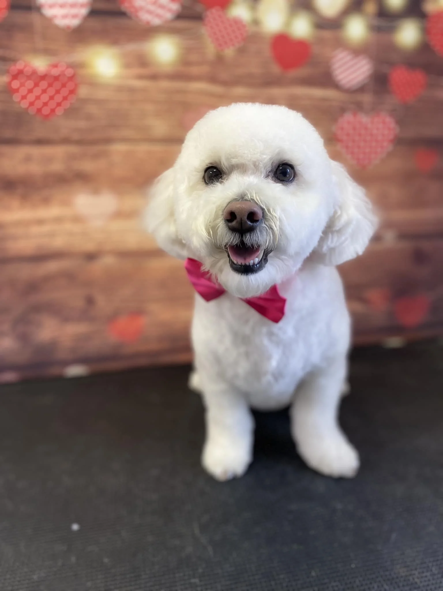 Bichon Frise grooming result